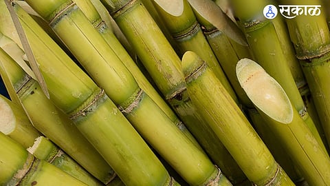 Sugarcane 