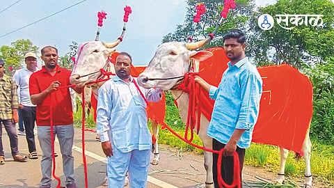 Animal Market in Peth Vadgaon Kolhapur