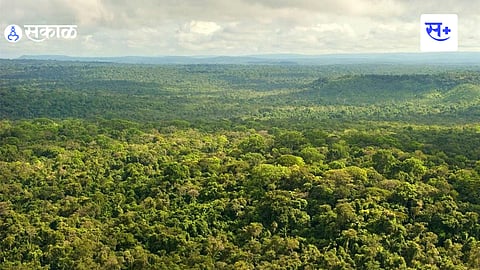 Forest Department