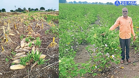 Farmer Chandrakant Patil showing the loss of cotton.