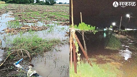 Rain water collected in Pimpalgaon Baswant vineyards & water collected in harvested maize of old Shemli farmer Nandlal Suryavanshi.