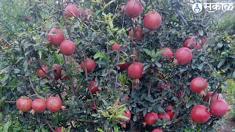 Pomegranate