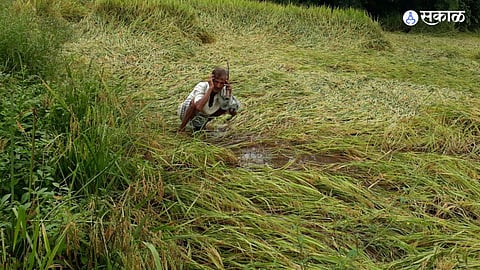 Kankavli Crop Damage 