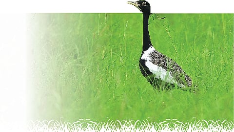 lesser florican