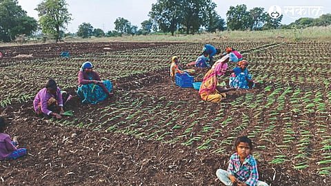 Female laborers during late kharif onion cultivation