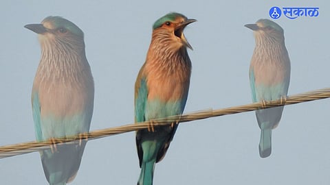 Neelkanth bird  solapur