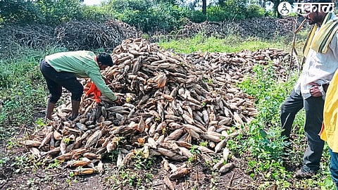 The plight of wet maize in the field.