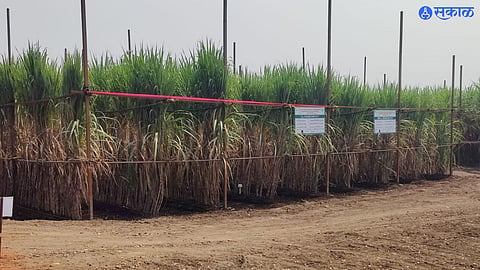 Baramati-agriculture