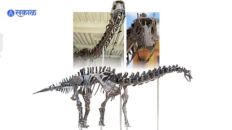 dinosaur  