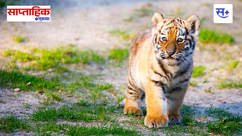 Panna Tiger Reserve