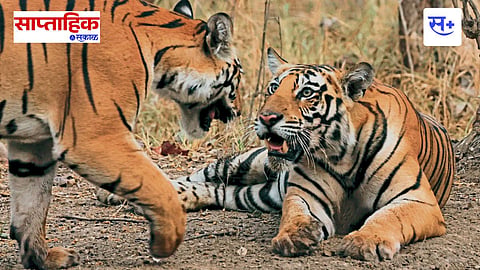 wildlife photography