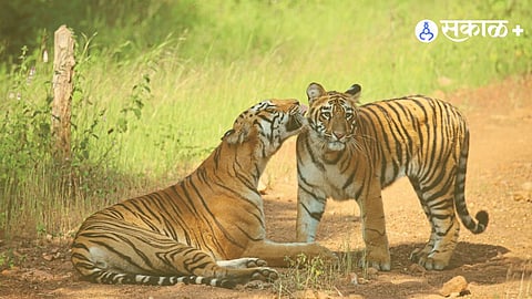 Tiger Tracking 