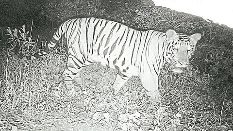 Chandoli National Park