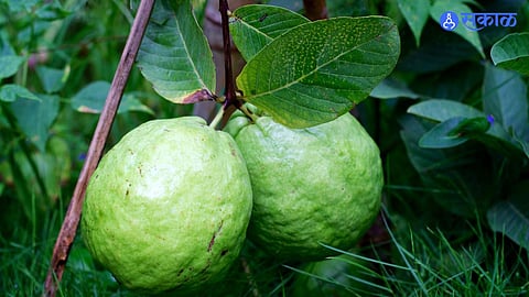 Peru Price in the Market