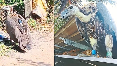 Kadamba Naval Base Bangalore Vulture