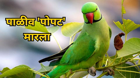 Ahilyanagar Crime News 