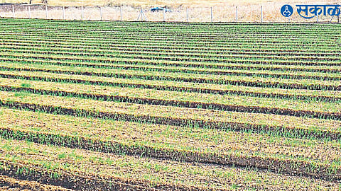 Area sown to wheat.