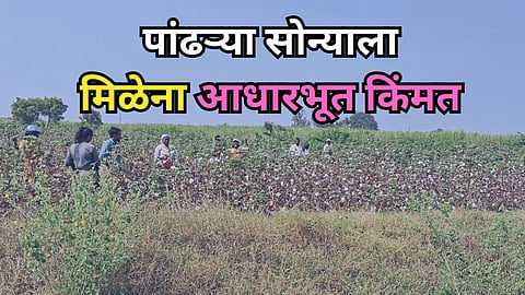 Cotton Price