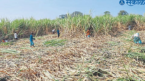 In the sugarcane field, the laborers are busy cutting the sugarcane.