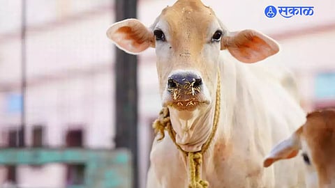 पशुगणना 