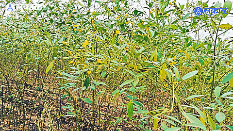 Infestation of caterpillars