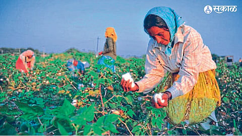Cotton price 