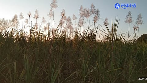 sugarcane