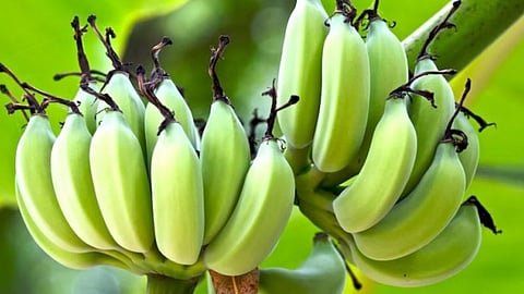 Alsand Banana