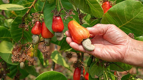 Cashew Season Sindhudurg