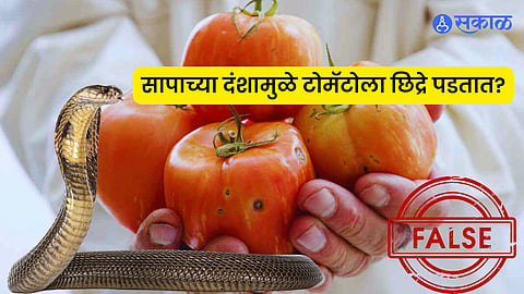 snakebites and tomatoes why holes appear in tomatoes truth myth