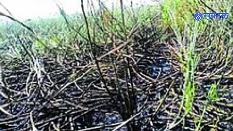 Sugarcane Burnt 