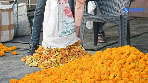 zendu flower