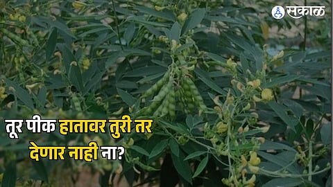 Tur Crop