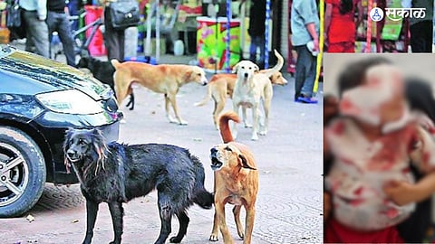 Stray Dog Attack 