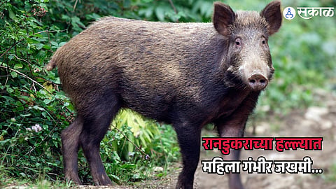 Wild Boar Attack 