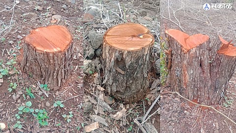 Illegal Tree Cutting 