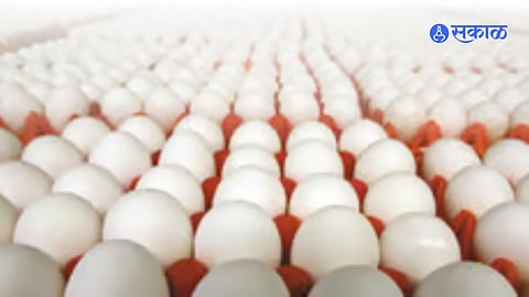 eggs