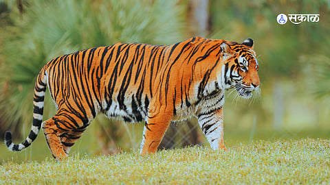 Tiger Attcked On Women