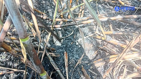 Fire sugarcane