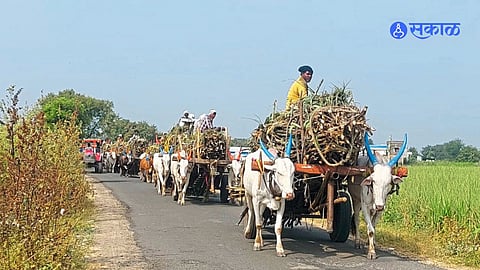 sugarcane