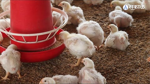 poultry 