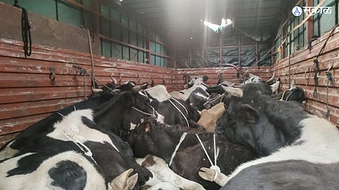 Illegal Cattle Transport 