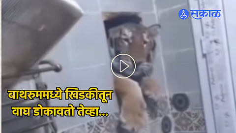 Tiger Bathroom Video