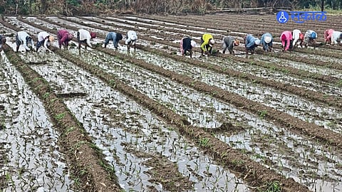 cultivation