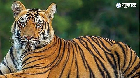 Tiger 
