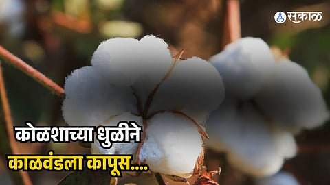 Cotton Damage 