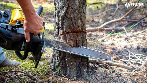 Tree Cutting