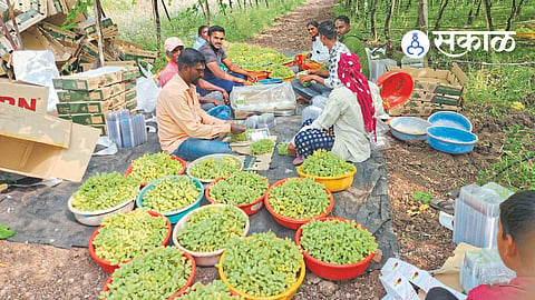 Sawalaj Grapes
