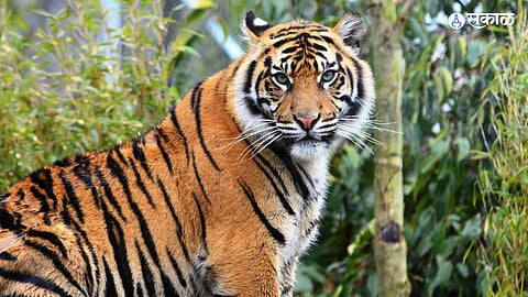 Tiger Relocation