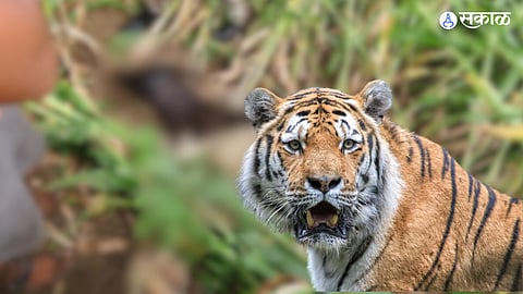 Tiger Attack 